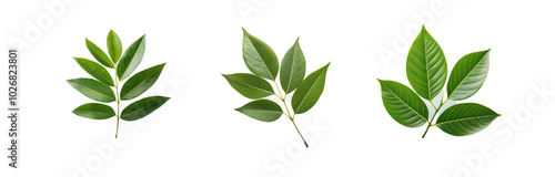 Three isolated green leaves in front of a striped background.