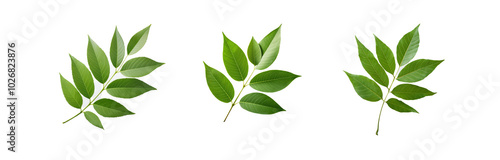 Three green leaf branches isolated against a white background.