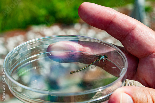 Damselfly in petri dish
