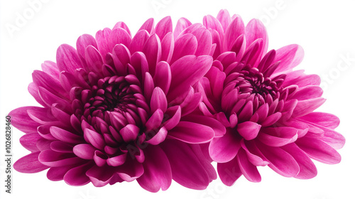 Deep magenta chrysanthemum flower isolated on white background, featuring bold and vibrant petals with intricate detailing, no shadow, and a clean high-resolution cutout 