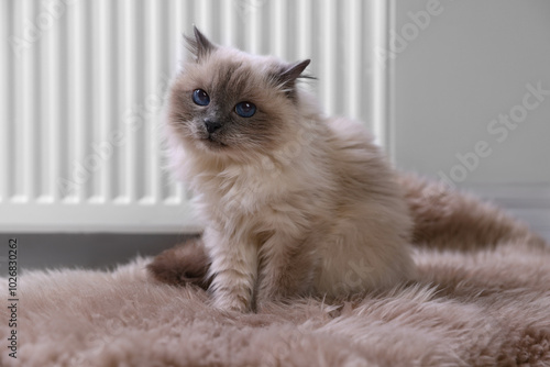 Canvas Print Cute fluffy cat on rug near radiator at home