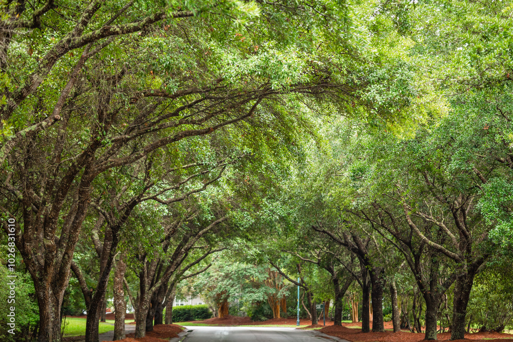 Live Oak Green Leaves Foliage Treetop Canopy Over Road in South Carolina Live Oak Green Leaves Foliage Treetop Canopy Over Road in South Carolina