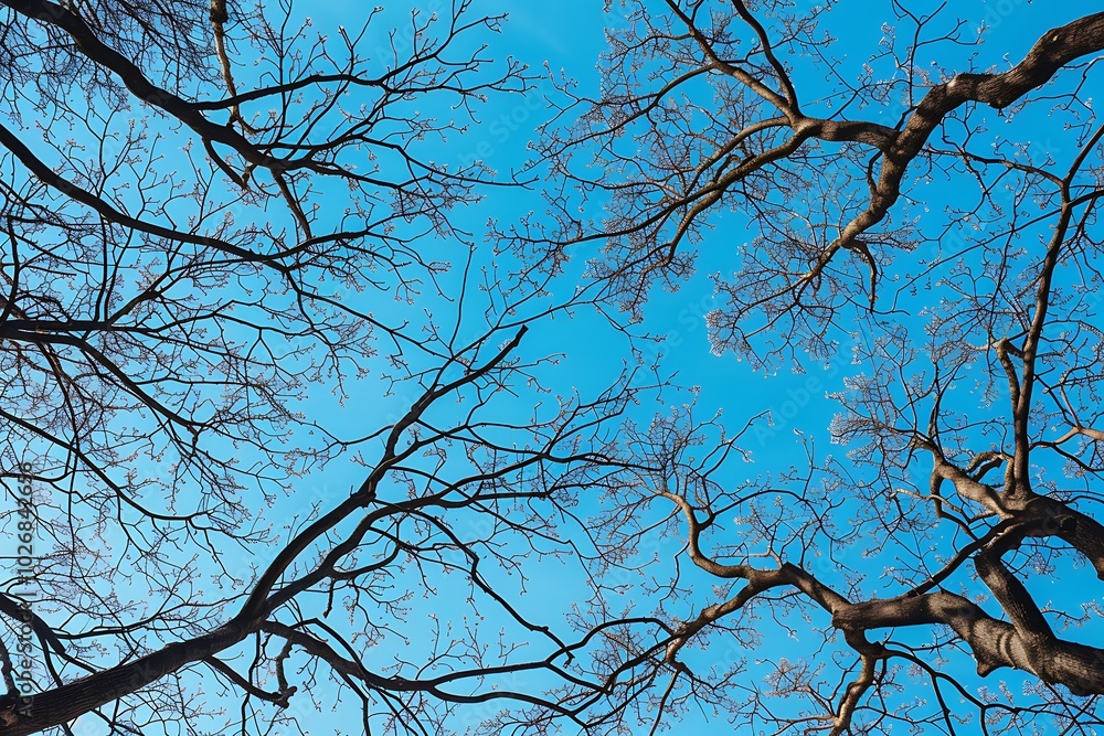 Branches of tree with blue sky and sun rays. Nature background Branches of tree with blue sky and sun rays. Nature background