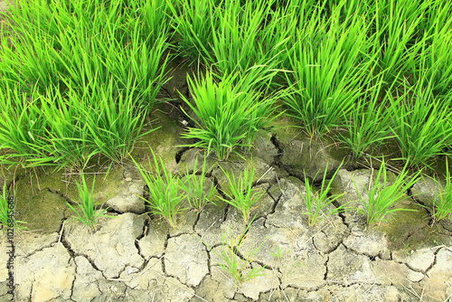 Rice on cracked rice fields near Ansan city, Korea.
 photo