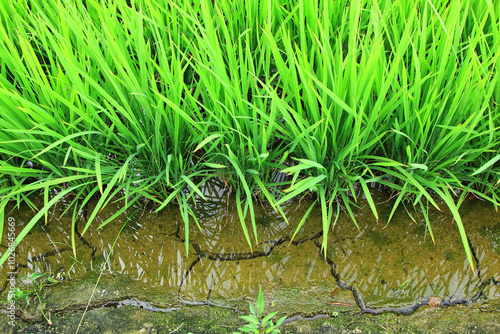 Rice with water on cracked rice fields near Ansan city, Korea.
 photo