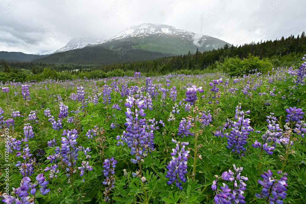 A field of blooming Nootka Lupine (Lupinus nootkatensis) in an alpine meadow near Seward, Alaska. A field of blooming Nootka Lupine (Lupinus nootkatensis) in an alpine meadow near Seward, Alaska.