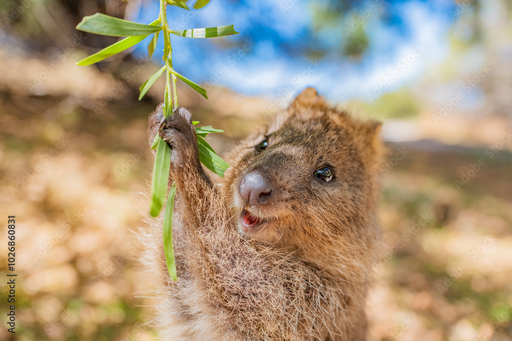 Fototapeta premium Quokka is enjoying a swing and being so happy, Rottnest island, Perth, Australia