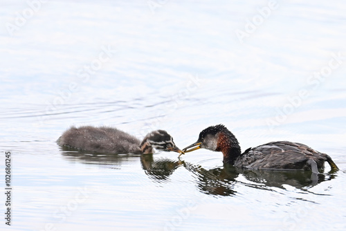 A migratory adult Red-necked Grebe (Podiceps grisegena) feeds a freshly caught minnow to one of its offspring on Reflections Lake, Alaska. photo