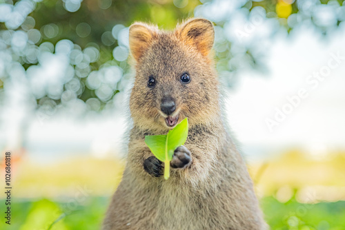 Quokka is enjoying her meal and smiling, Rottnest island, Western Australia