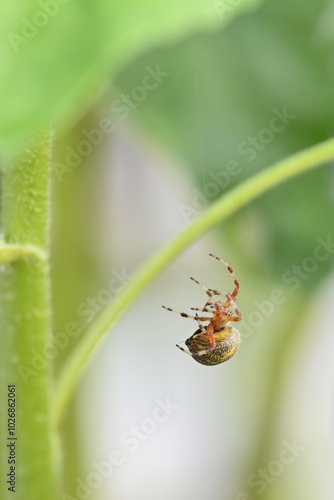 A marbled orbweaver spider (Araneus marmoreus) moving around on sunflower leaves photo