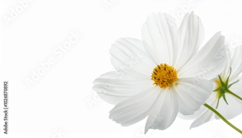 Cosmos white on white background isolated 8664 001.jpg Beautiful flower.