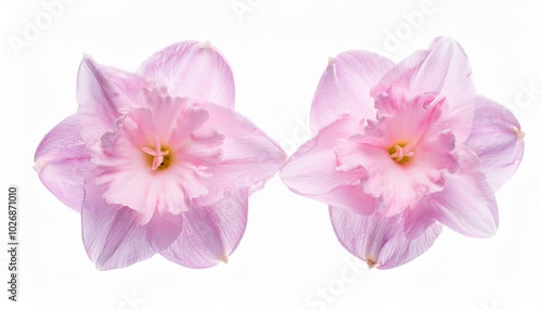 Daffodil cerise on white background isolated. Beautiful flower.