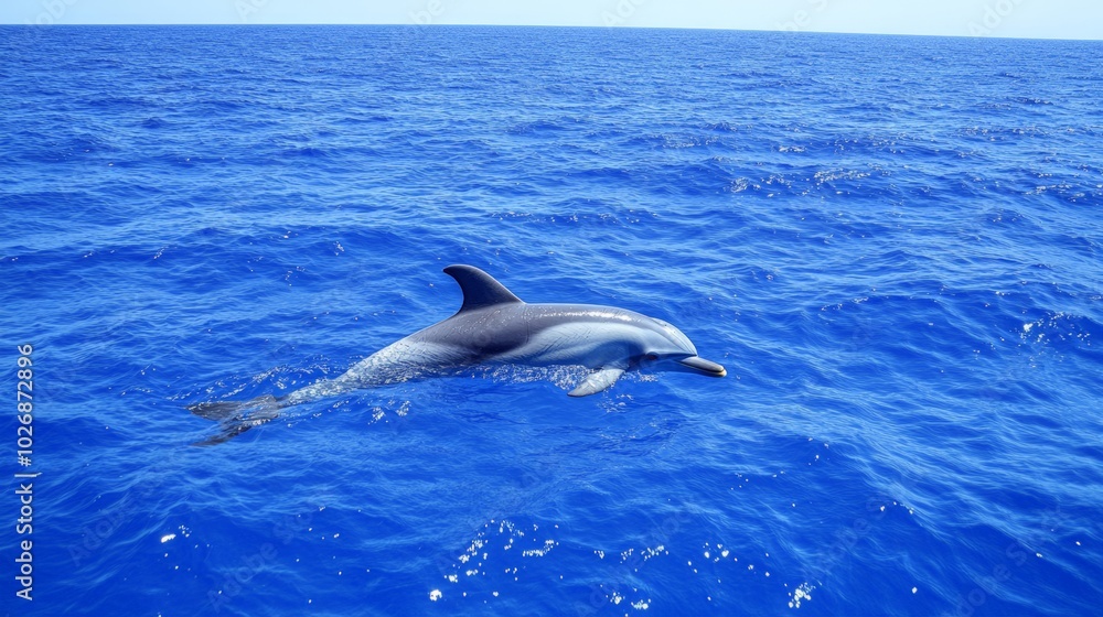Naklejka premium Dolphin in Blue Ocean.