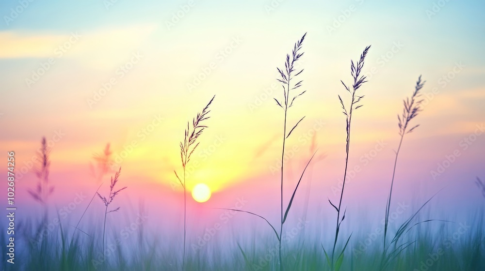 Fototapeta premium Grass Sunset.