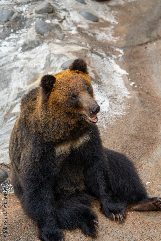 Obraz premium 北海道 熊牧場の熊の写真