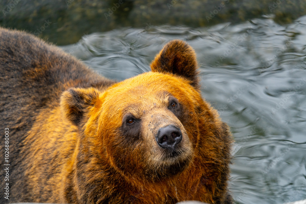 Fototapeta premium 北海道 熊牧場の熊の写真