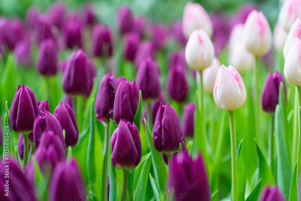 Obraz premium Field of purple and pink tulips in full bloom.