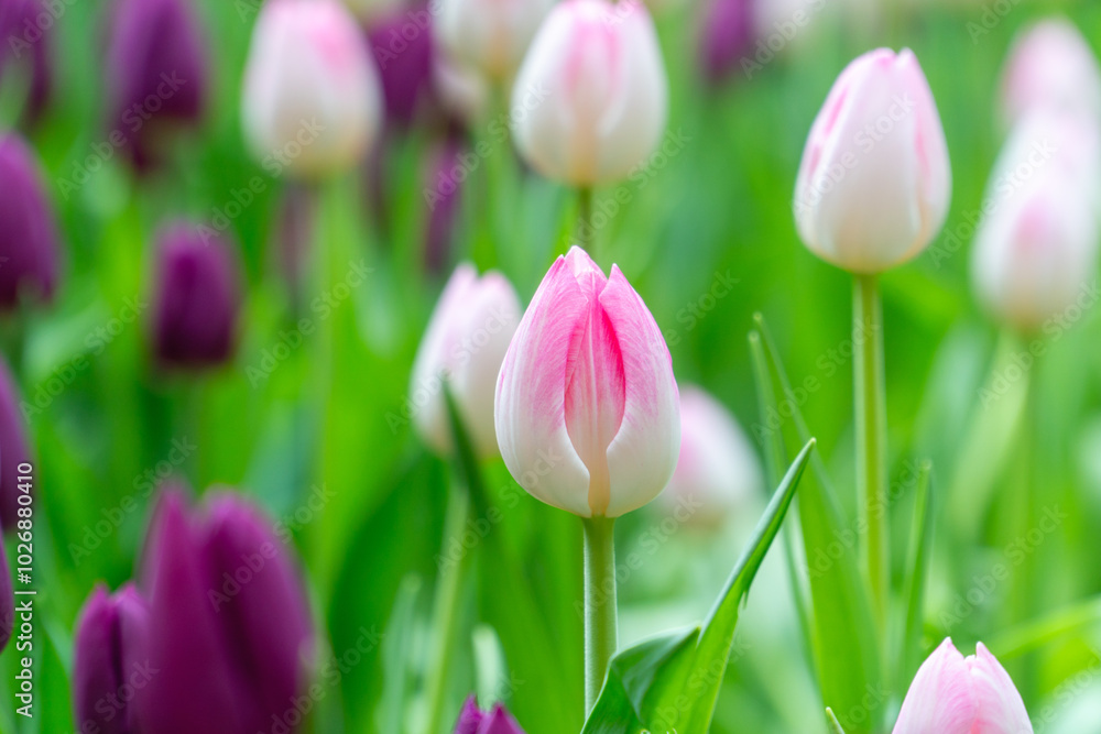 Fototapeta premium Field of pink tulips with white streaks in full bloom.