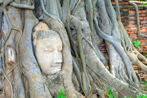 Head of Buddha image buried in tree roots 2