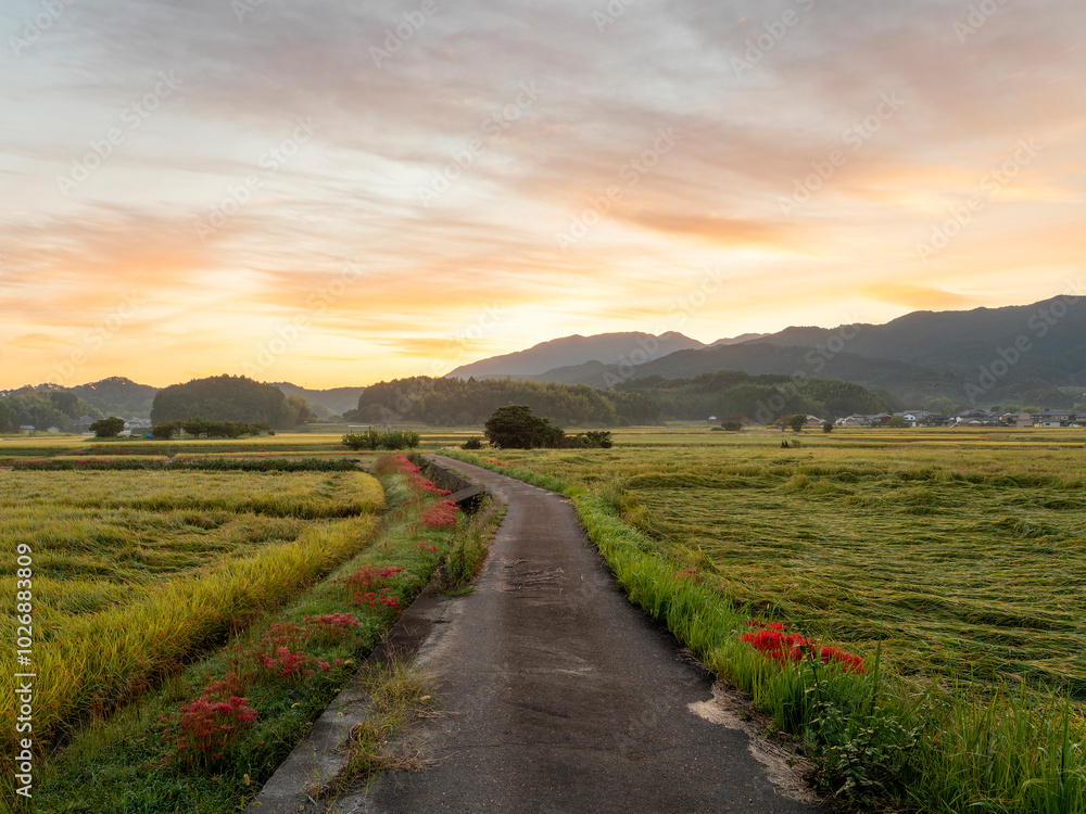 朝焼けの空と彼岸花が咲く明日香村の田園風景 朝焼けの空と彼岸花が咲く明日香村の田園風景