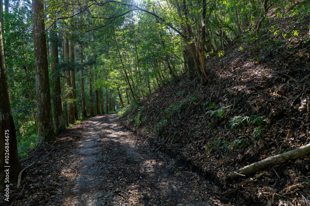 Obraz premium 川中自然公園 宮崎県東諸県郡綾町