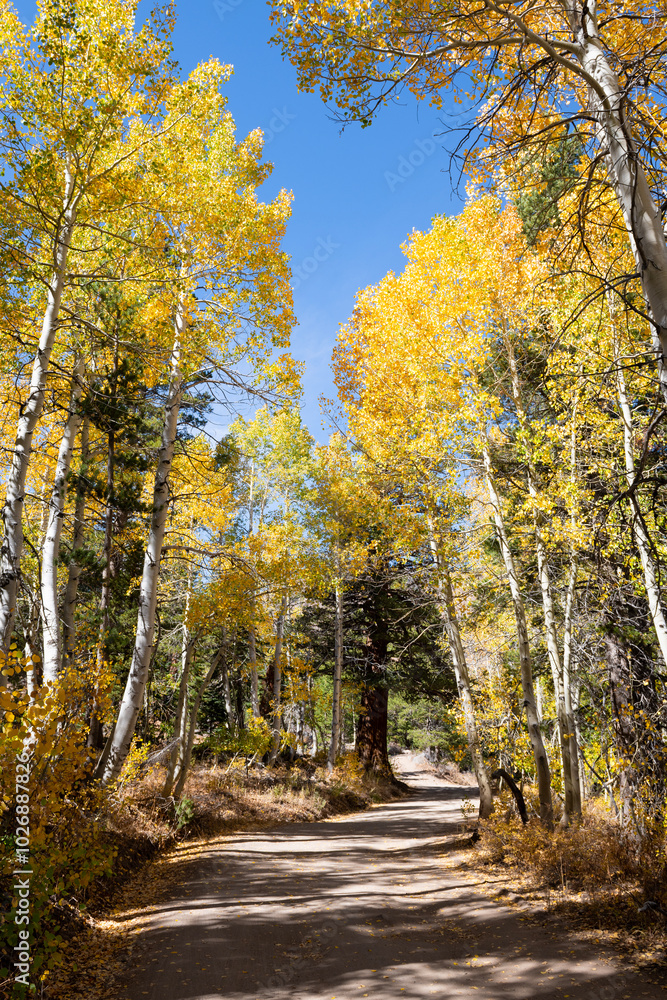 Fototapeta premium Autumn Road