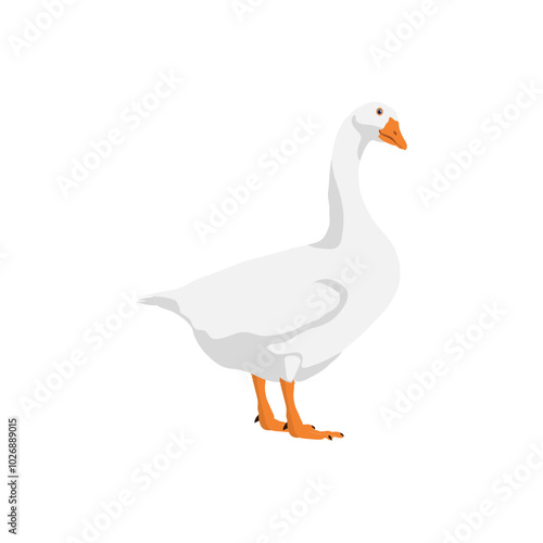 Vector illustration of white goose in cartoon flat style. Cute goose or geese domestic bird for logo and illustration resources. Bird icon and symbol in white background. Domestic farming