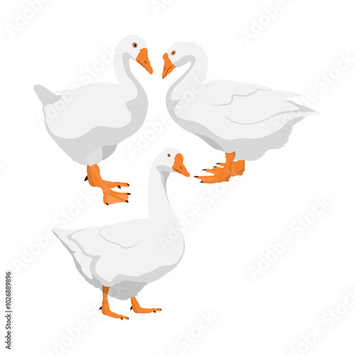 Vector illustration set of white goose in cartoon flat style.  Cute goose or geese domestic bird for logo and illustration resources. Bird icon. Animal pet farming domestic.