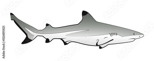 Black Tip Reef Shark Vector Graphic