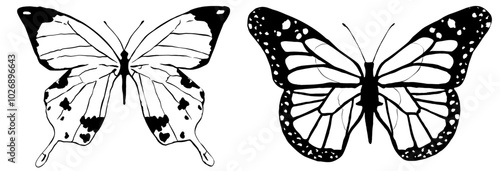 Mariposa Vector