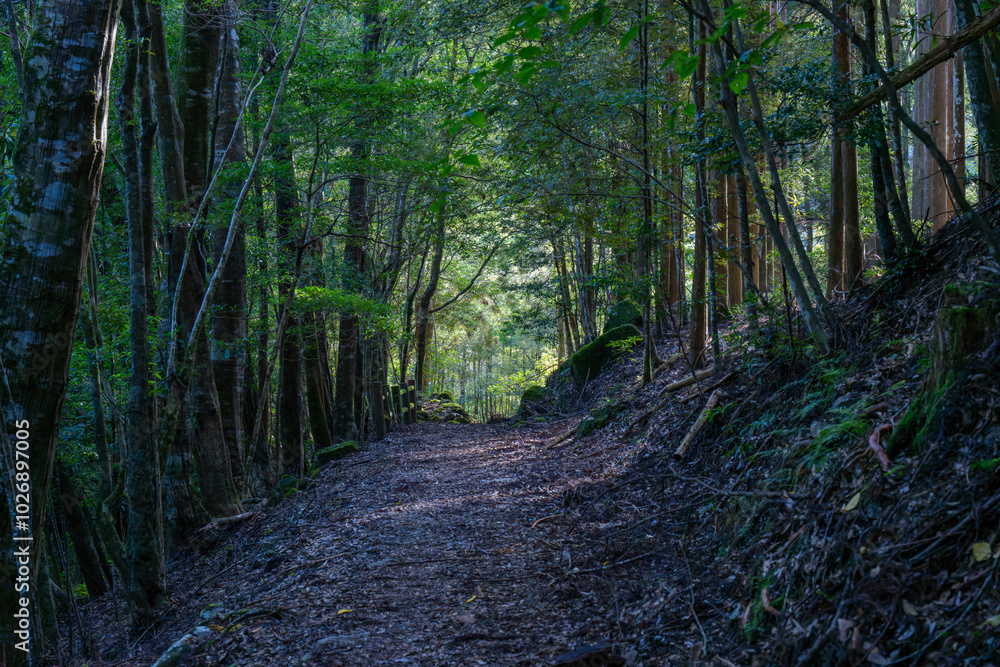 Obraz premium 川中自然公園 宮崎県東諸県郡綾町