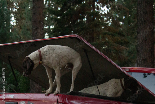PERRO GALGO MANTENIENDO EL EQUILIBRIO SOBRE CAJA DE CAMIONETA