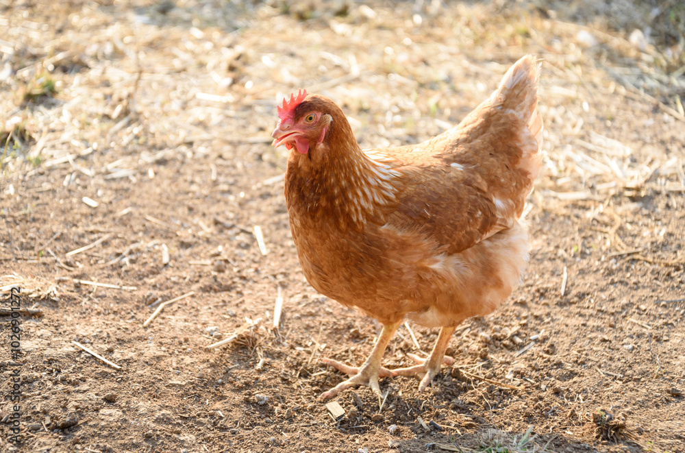 Fototapeta premium Organic Free Range Laying Hen Searching for Food in Thailand