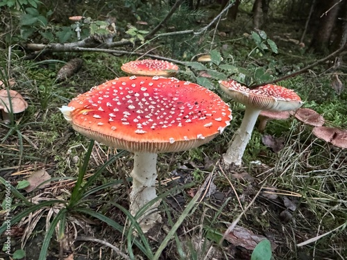 fly agaric mushroom