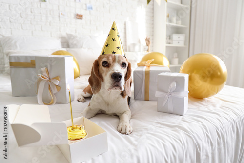 Beagle dog wearing party ha...