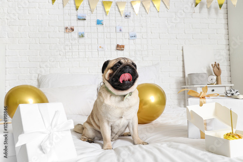 Adorable pug dog celebratin...