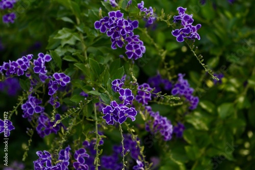 DURANTA ERECTA PURPLE FLOWER with green background