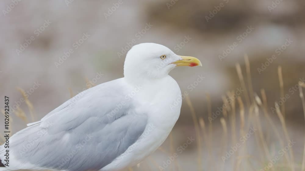 seagull bird or sea bird prepare for flying with wing and feather at coast of sea ocean in nature seagull bird or sea bird prepare for flying with wing and feather at coast of sea ocean in nature