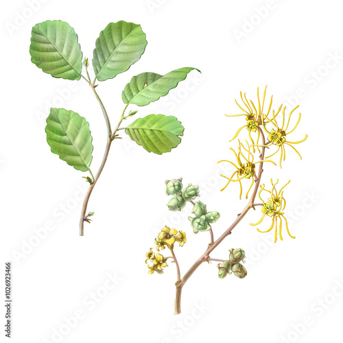Witch Hazel hand drawn botanical pencil illustration that includes leaves, flowers and fruit Isolated on white with clipping path