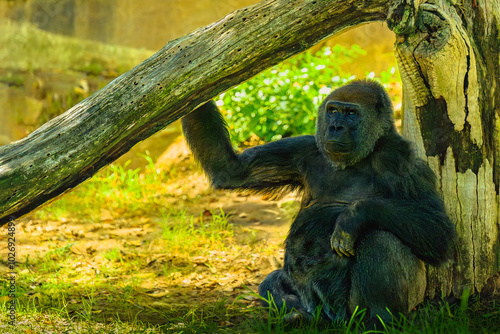 2024-09-26 A LOWLAND GORILLA SITTING IN THE SHADE AGAINST A TREE STUMP WITH ITS HAND ON A TREE STARING OUT WITH NICE EYES photo