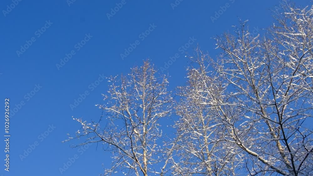 A calm, frozen winter scene. Amazing nature background. Frozen pine tree at sunrise close up. Winter wonderland. Idyllic nature A calm, frozen winter scene. Amazing nature background. Frozen pine tree at sunrise close up. Winter wonderland. Idyllic nature