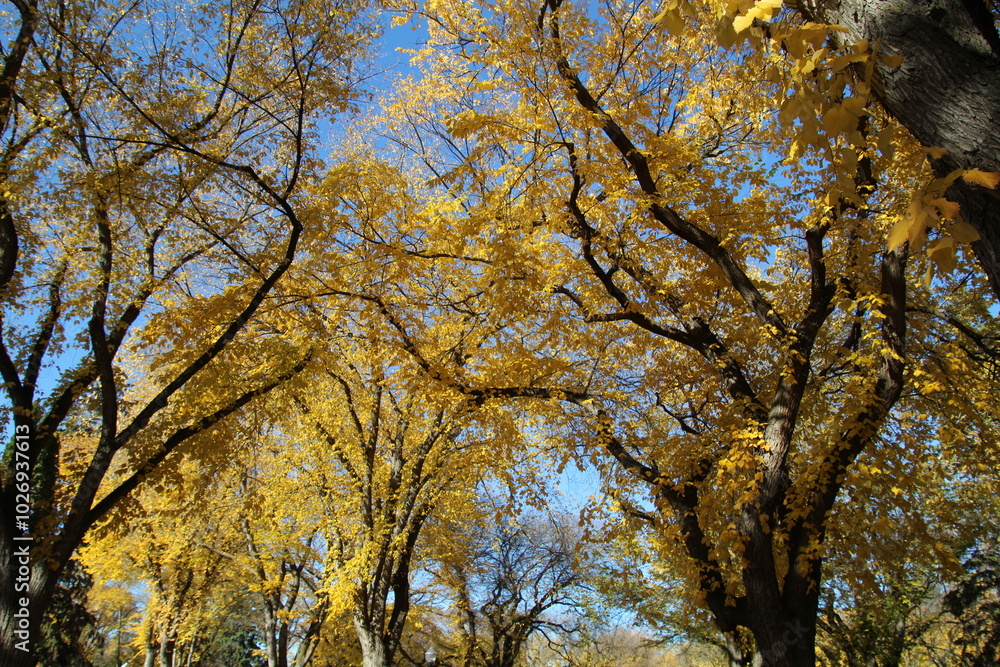 autumn trees in the park autumn trees in the park
