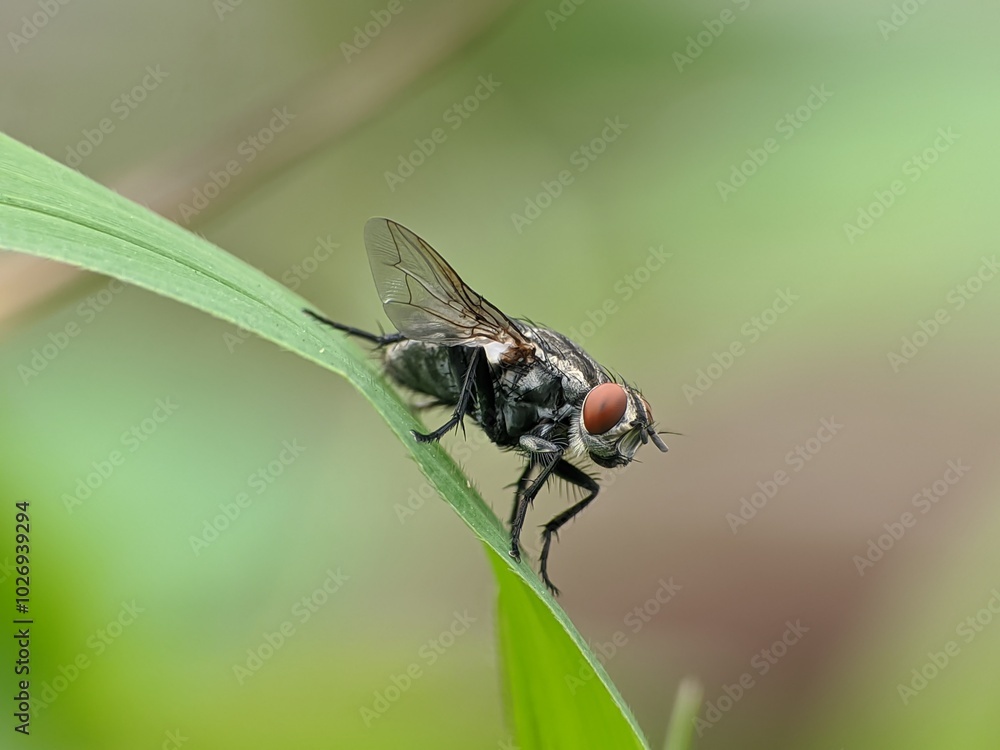 house fly on leaf with blurred background house fly on leaf with blurred background