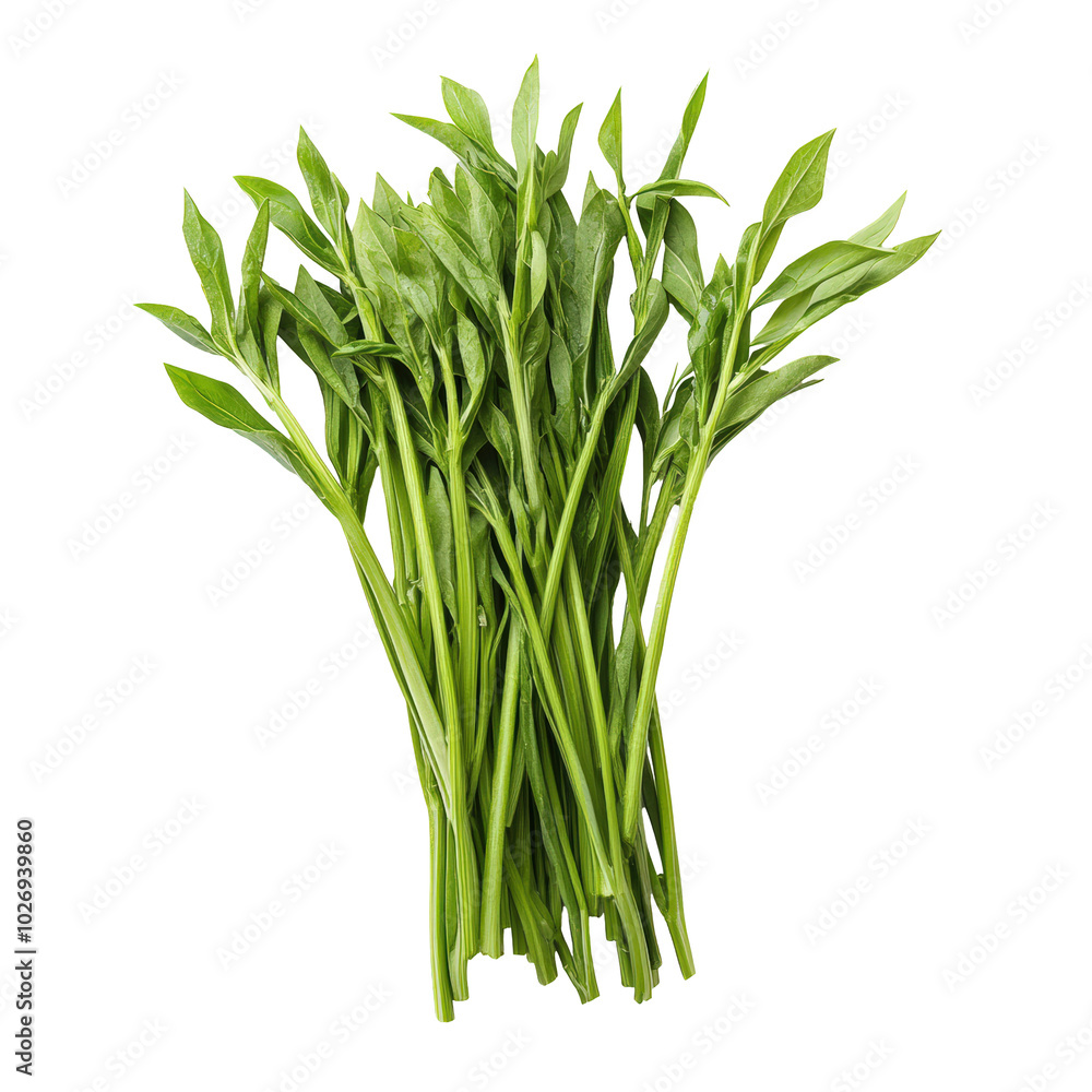 Fototapeta premium Fresh Green Spinach Stems on White Background Isolate on a White Background Transparent Background
