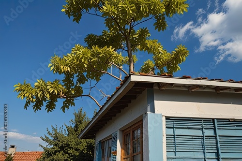 Branch and leaves of tree on blue sky background over house photo