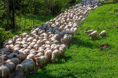 Fototapeta Naklejka Na Ścianę i Meble -  The spring exit of shepherds with herds of sheep for summer grazing	