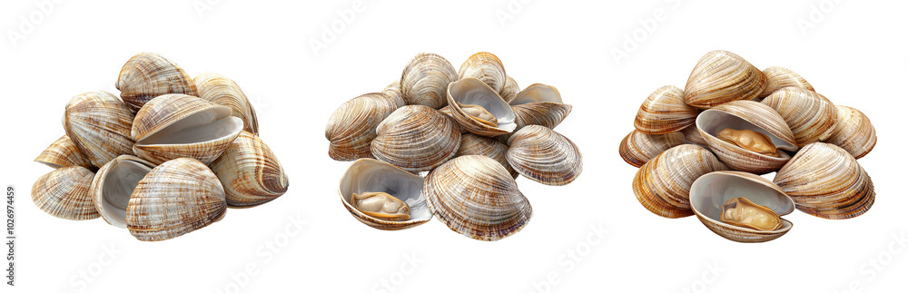Collection of Fresh Sea Clams on White Background Isolated on Transparent Background Collection of Fresh Sea Clams on White Background Isolated on Transparent Background