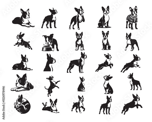 Collection of Boston Terrier Dog vector illustration - Boston Terrier Dog Different Activities Clipart Design
 photo