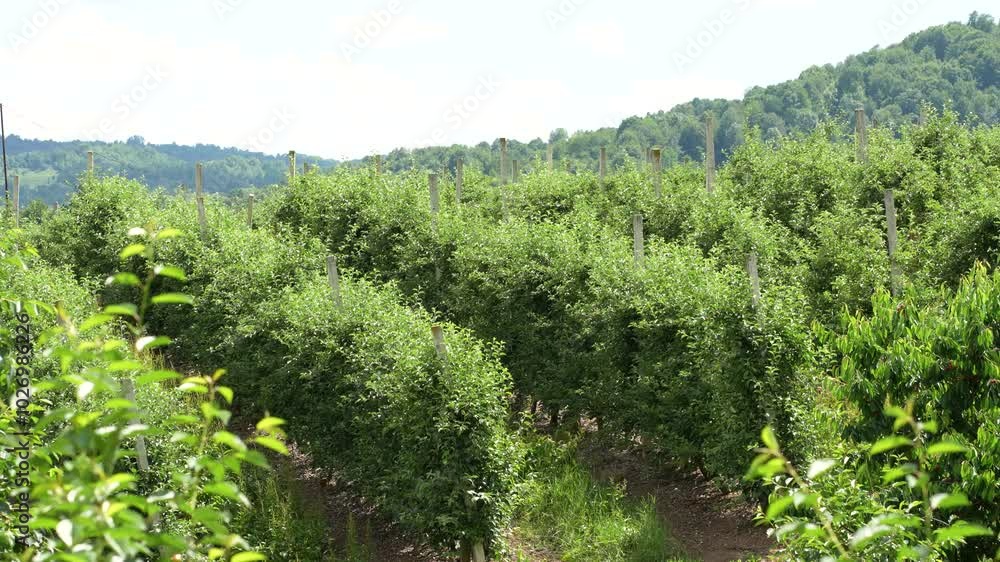 Landscape with orchard in summer, trees aligned in a row towards the horizon Landscape with orchard in summer, trees aligned in a row towards the horizon
