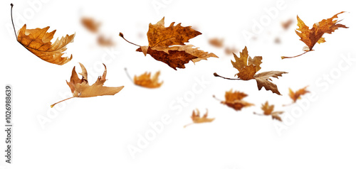 Fototapeta Naklejka Na Ścianę i Meble -  leaf leaves isolated autumn winter season background falling fall platanus tree wid air w